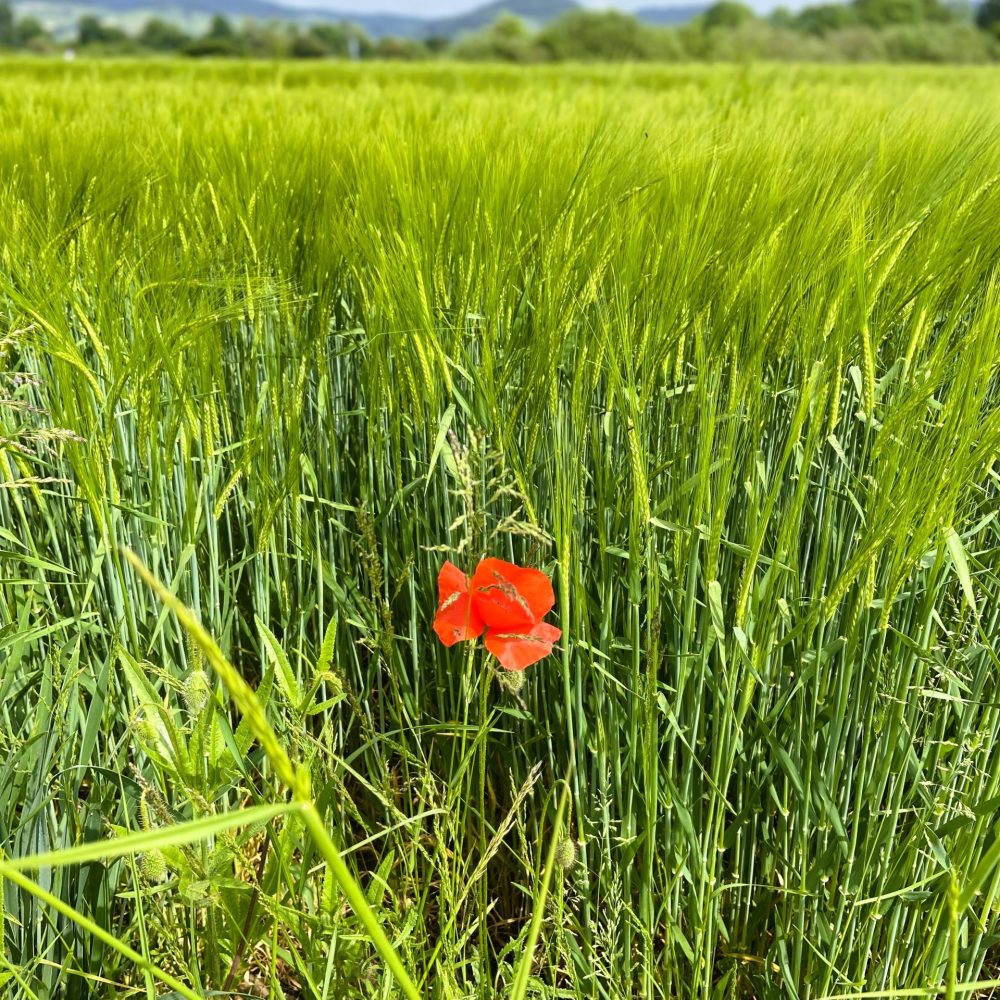 Blume_Feld